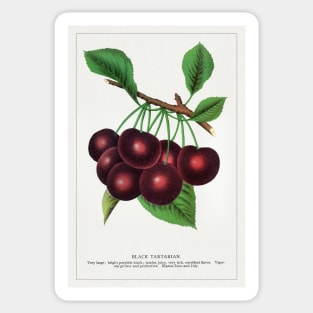 Black Tartarian Cherry Lithograph (1900) Sticker